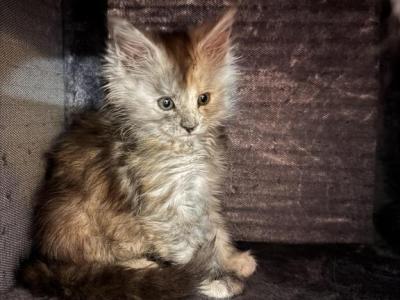 Nova - Maine Coon - Gallery Photo #1
