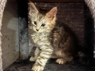 Apollo - Maine Coon - Gallery Photo #1