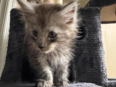 Atlas - Maine Coon - Gallery Photo #1