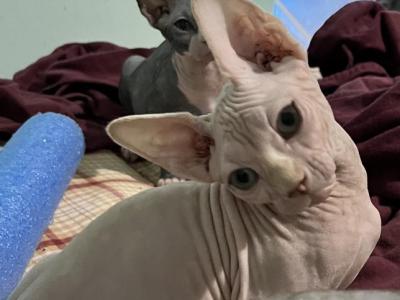 Tigger - Sphynx - Gallery Photo #1