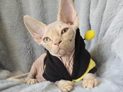 Devon Rex Boy Apollo TICA CFA Ready Home Chicago - Devon Rex - Gallery Photo #1