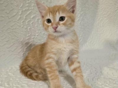 Sunny - American Shorthair - Gallery Photo #1
