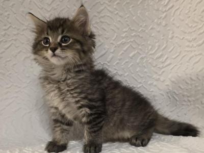 Percy - American Shorthair - Gallery Photo #1