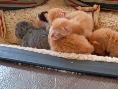 Mixed Domestic Tabby - Domestic - Gallery Photo #1