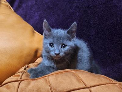 French Chartreux Kittens Available - Chartreux - Gallery Photo #1