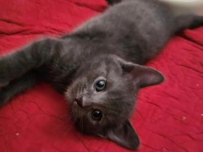 French Chartreux Kittens Available - Chartreux - Gallery Photo #1