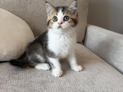 British Shorthair Boy - British Shorthair - Gallery Photo #1