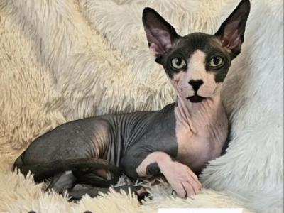 Sphynx Boy Reon TICA CFA  Breeding Rights - Sphynx - Gallery Photo #1