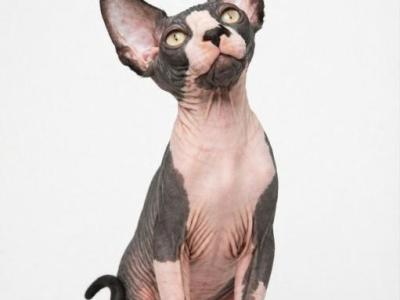Sphynx Male  CFA  TICA Breeding Rights - Sphynx - Gallery Photo #1