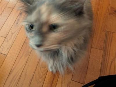 Katy - Domestic - Gallery Photo #1