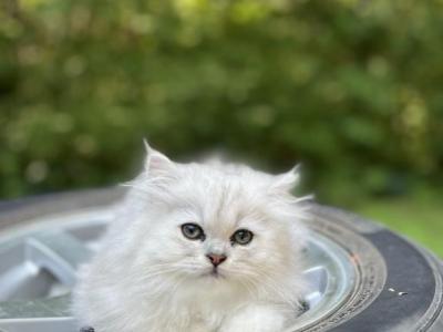 Mochi - Persian - Gallery Photo #1