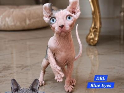 Sphynx DBE Boy Blue Diamond TICA Rights - Sphynx - Gallery Photo #1