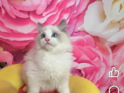 Couture Ragdolls Nursery - Ragdoll - Gallery Photo #1