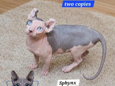 Sphynx Elf Male  TICA Breeding Rights - Sphynx - Gallery Photo #1