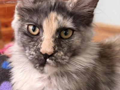 Freya - Maine Coon - Gallery Photo #1