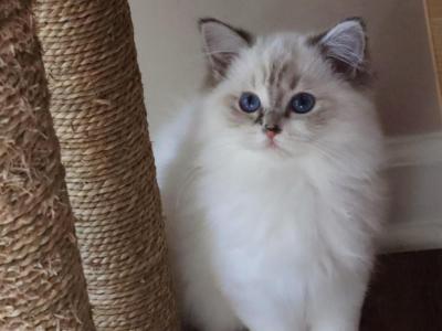Foxy - Ragdoll - Gallery Photo #1
