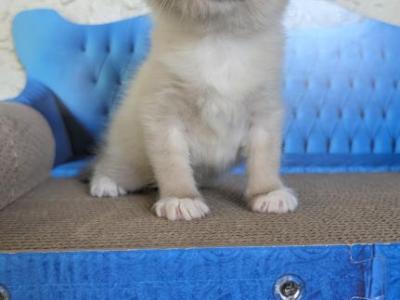 Bella - Ragdoll - Gallery Photo #1