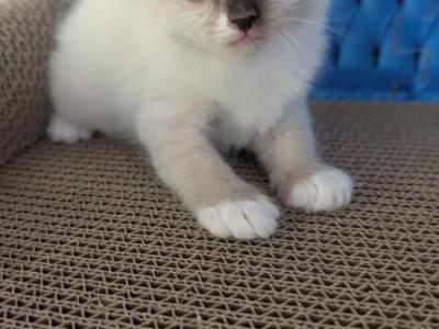 Daisy - Ragdoll - Gallery Photo #1