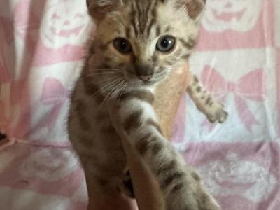 Gucci Babies - Bengal - Gallery Photo #1