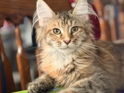 Maine Coon Kittens  TICA Registered - Maine Coon - Gallery Photo #1