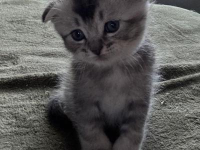 White Collar Eddie Boy - Scottish Fold - Gallery Photo #1
