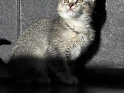 Derpy - Scottish Straight - Gallery Photo #1