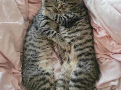 Domestic Kitties - American Shorthair - Gallery Photo #1