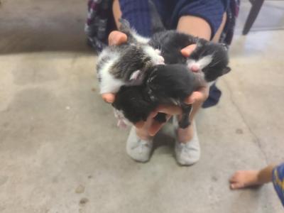 Three Cats - Domestic - Gallery Photo #1