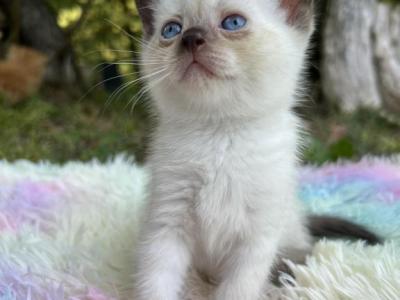 Miss Daisy - Siamese - Gallery Photo #1
