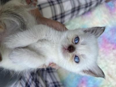 Mr Smooches - Siamese - Gallery Photo #1