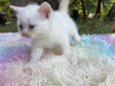 Maverick - Siamese - Gallery Photo #1
