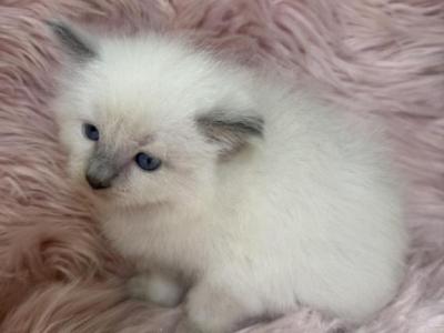 Lilac Ragdoll - Ragdoll - Gallery Photo #1