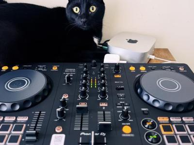 Luna - Domestic - Gallery Photo #1