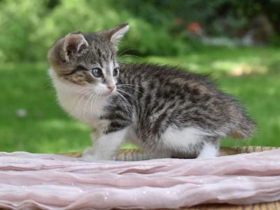 Shirley - Domestic - Gallery Photo #1