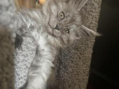 Smoke Grey Polydactyl Male - Maine Coon - Gallery Photo #1