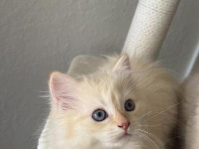 Loki - Ragdoll - Gallery Photo #1