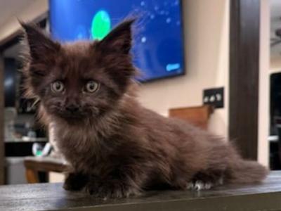 Smoky - Maine Coon - Gallery Photo #1