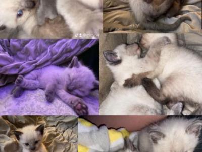 Shiloh & Milo - Siamese - Gallery Photo #1