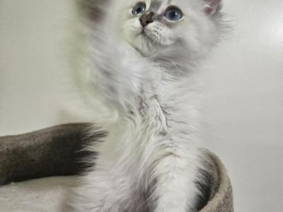Siberian  British Shorthair - British Shorthair - Gallery Photo #1