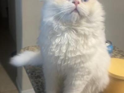 Timmy - Ragdoll - Gallery Photo #1