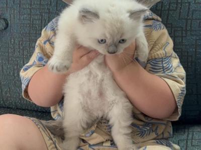 Saphirre - Ragdoll - Gallery Photo #1