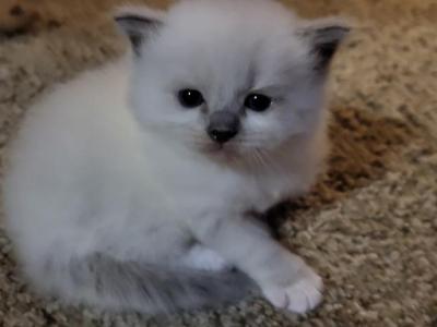 Lady - Ragdoll - Gallery Photo #1