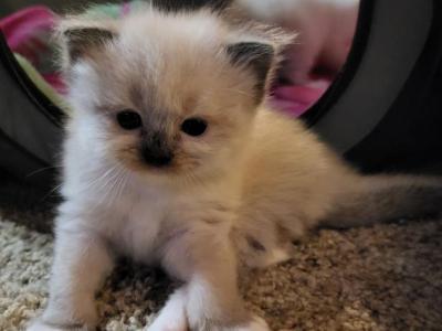 Lord Fluff N Stuff - Ragdoll - Gallery Photo #1