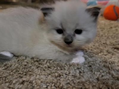 Mittens - Ragdoll - Gallery Photo #1