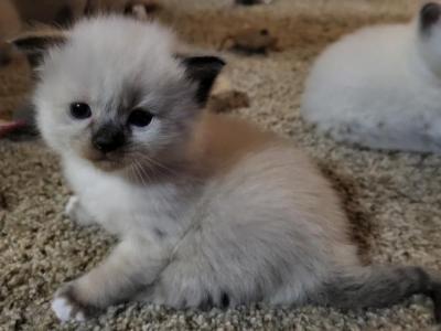 Mr Friskerton - Ragdoll - Gallery Photo #1
