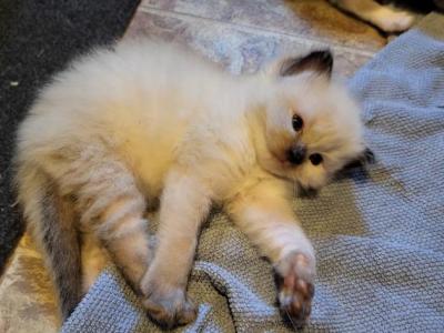 Sir Whiskerwiggles - Ragdoll - Gallery Photo #1