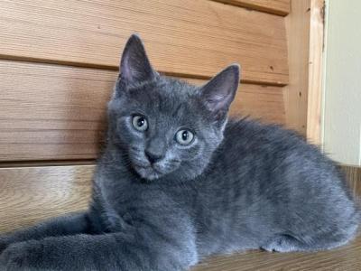 Zora - American Shorthair - Gallery Photo #1