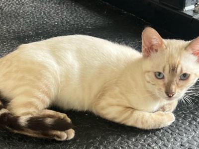 Sniw Lynx Girl - Bengal - Gallery Photo #1