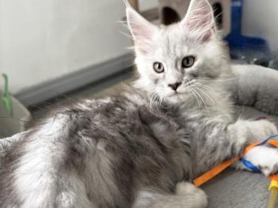 Snowfall Luxlines Akiras Element Litter - Maine Coon - Gallery Photo #1