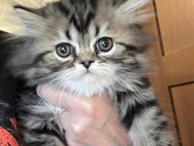 Male Brown Classic Tabby Doll Face Persian - Persian - Gallery Photo #1